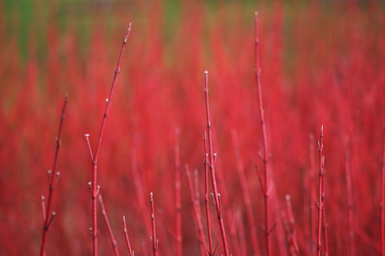 Red-stemmed plants