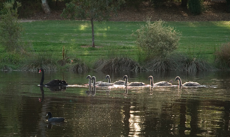 A family of swans on the River Torrens