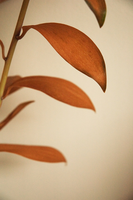 Leaves about to drop from an orchid