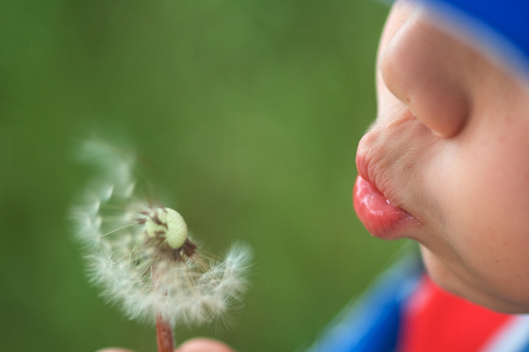 Michael blows the seeds from a dandelion flower