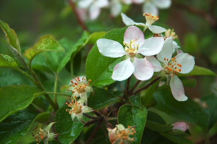 Closeup of apple blossom