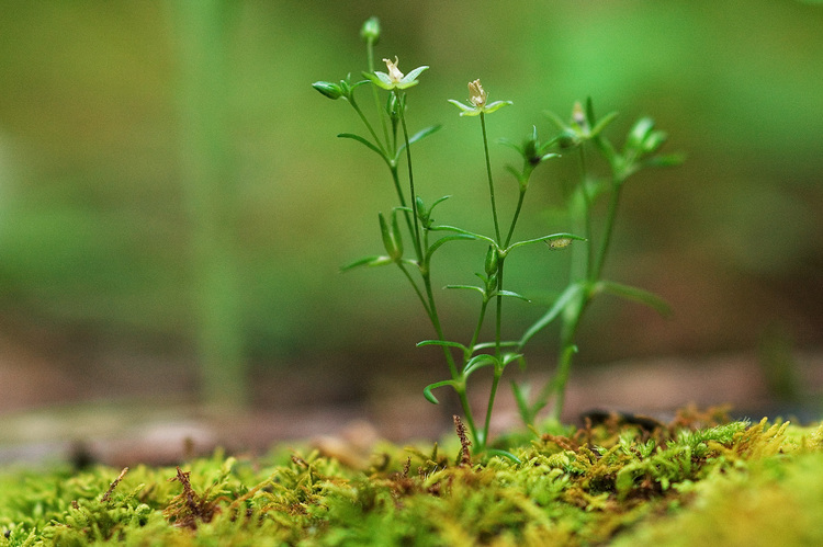 Closeup of moss and tiny plants