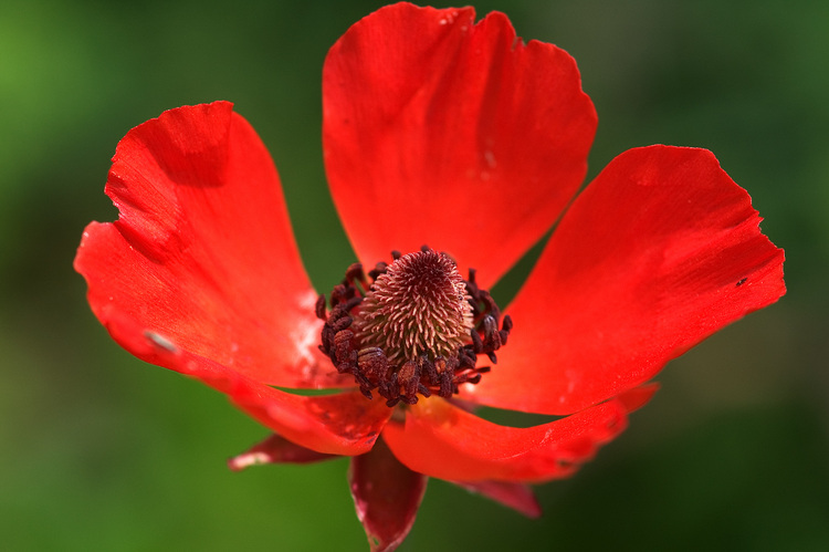 Red anemone flower against a green background