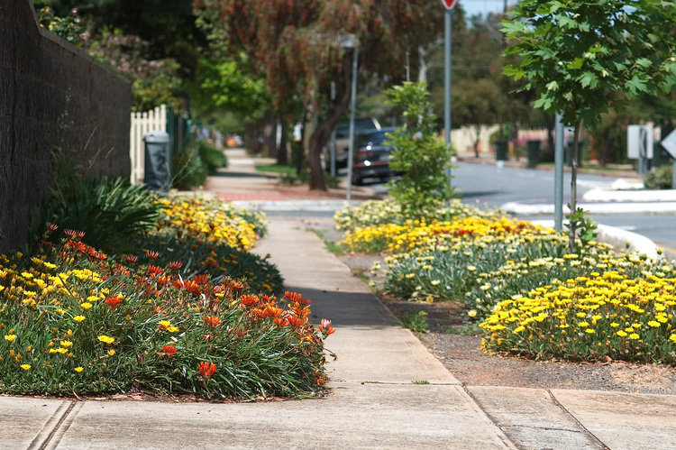 Roadside gazanias in Torrenville, South Australia