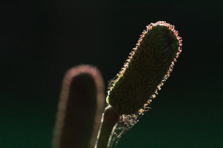 Silhouette of a seedhead