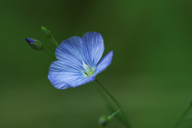 Closeup of a small blue flower and buds