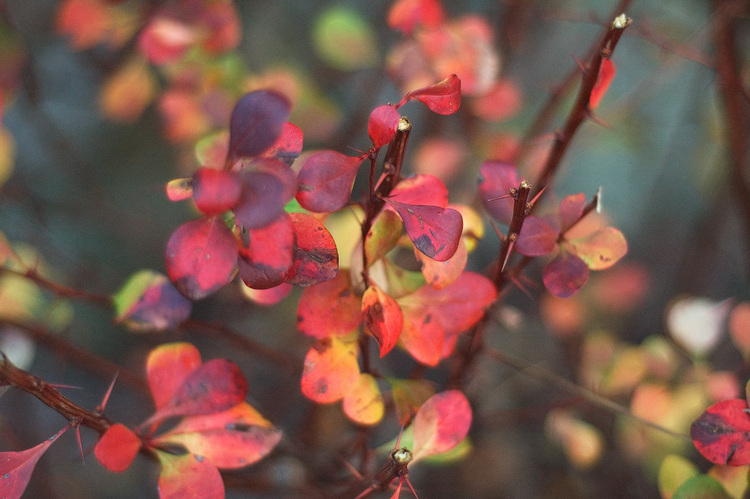 Closeup of autumn foliage