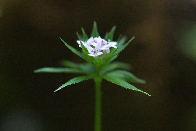 Closeup of a small flower head