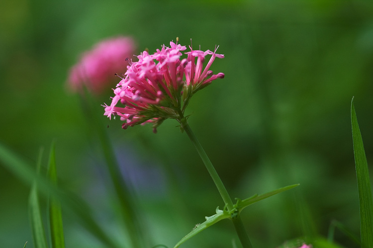 Closeup of Mediterranean Red Valerian flowers