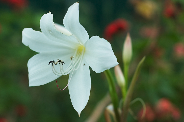 Closeup of a white lily flower