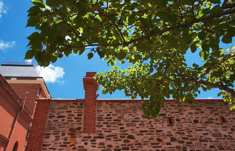 Looking up, in the rear courtyard of the South Australian Musuem