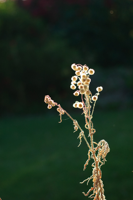 Dried seed heads, backlit by the evening sun