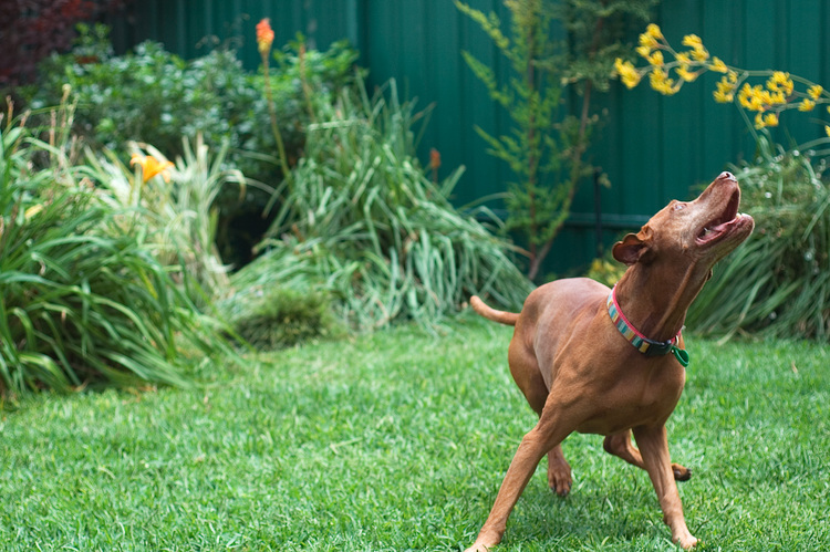 A dog, jumping for a ball