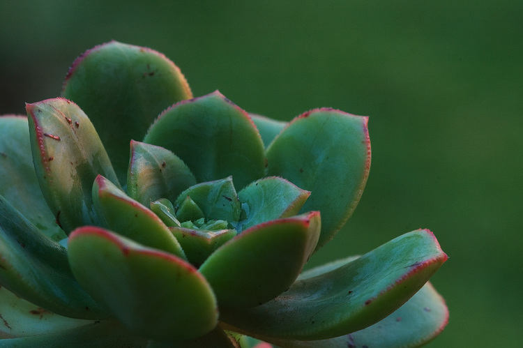 Closeup of a succulent plant