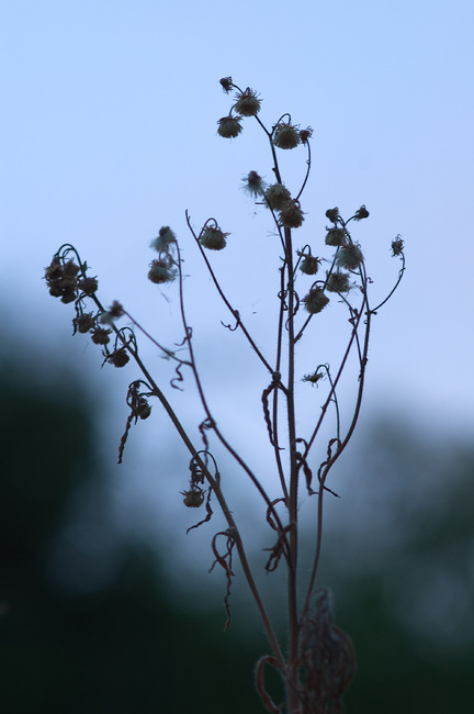 Seedheads silhouetted against a dusk sky