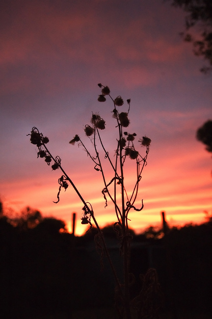 Seed-heads silhouetted against a sunset sky