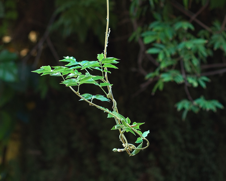 A wisteria tendril, curling winding around itself