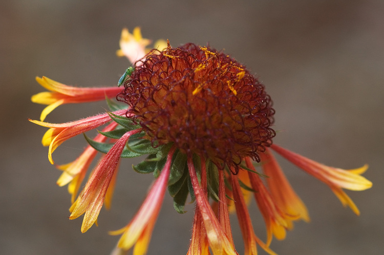 Closeup of an orange and yellow flower