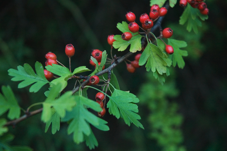 Hawthorn leaves and berries