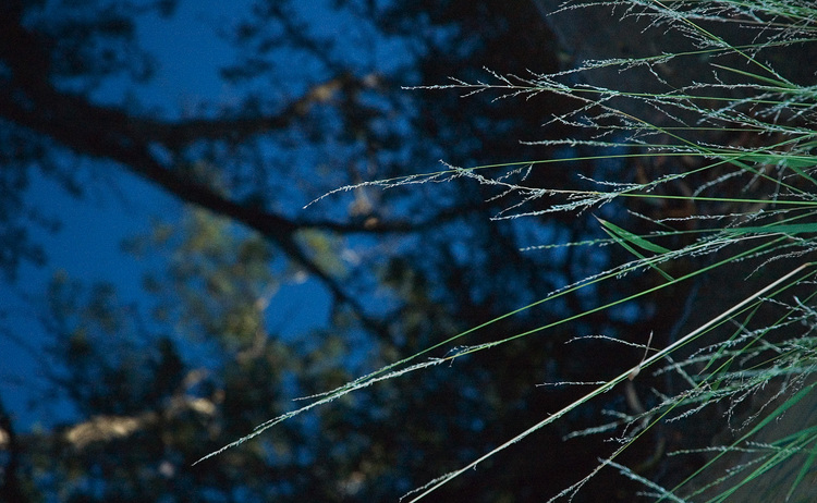 Trees reflected in water, with stalks of grass in the foreground