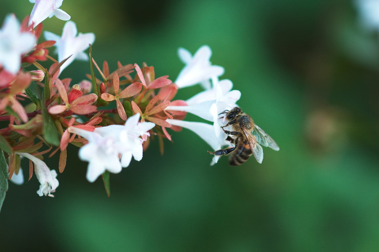 Closeup of a bee, collecting pollen