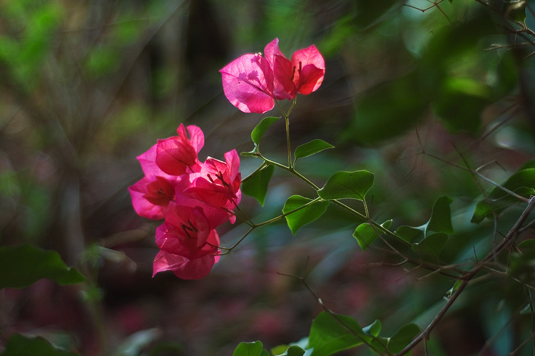 Back-lit bougainvillea flowers