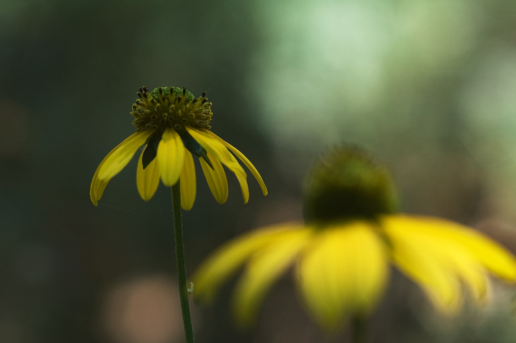 Closeup of a yellow flower