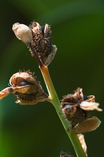 Closeup of canna lily seeds