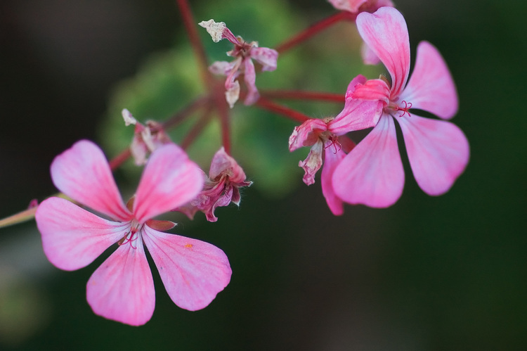 Closeup of geranium flowers