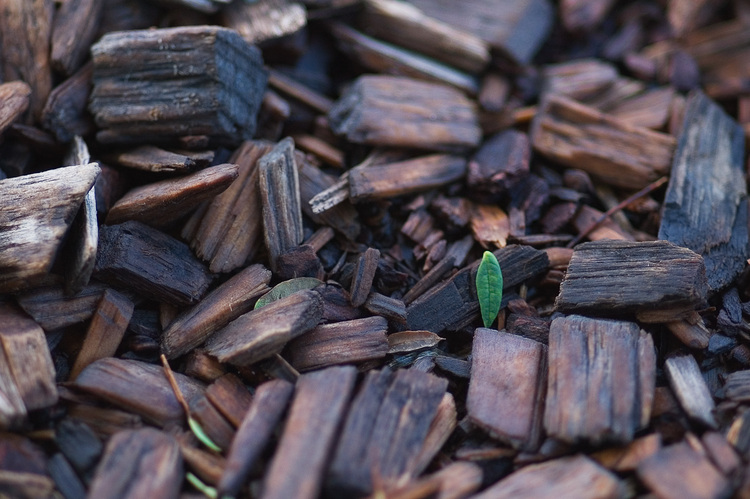 A leaf fragment, on a bed of bark chips