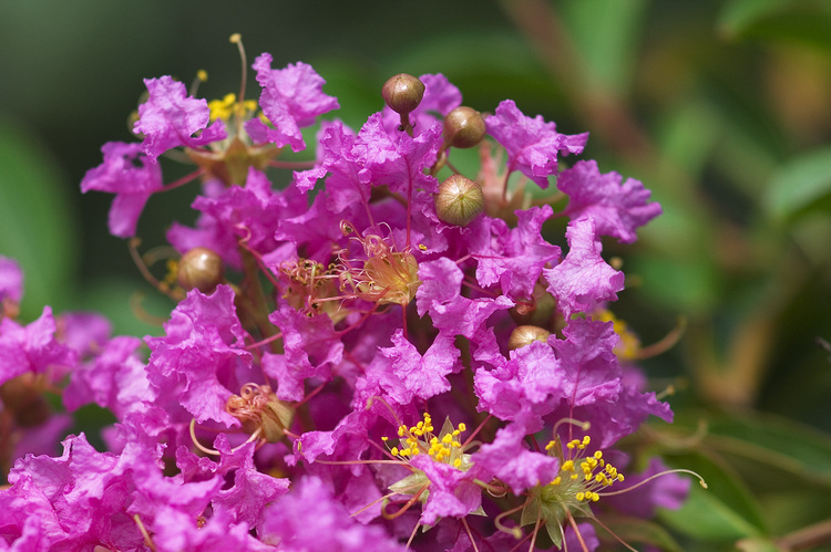 Closeup of crepe myrtle flowers