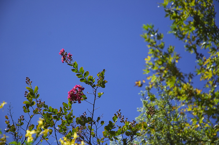 Crepe myrtle flowers against blue sky