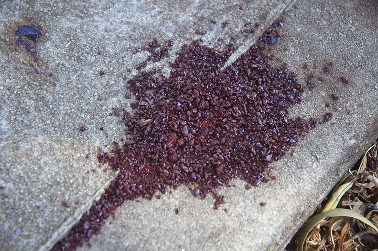 Closeup of crystals of eucalyptus resin