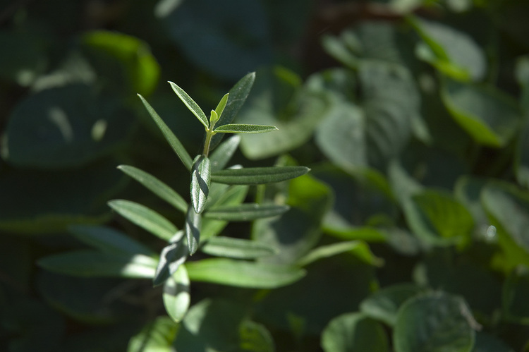 The growing point of a tiny olive plant