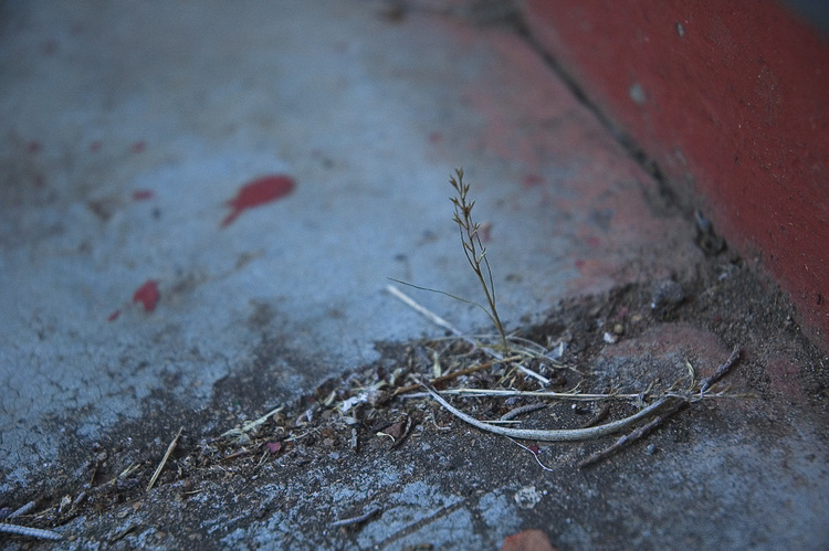 A tiny plant, growing in the gap between concrete blocks