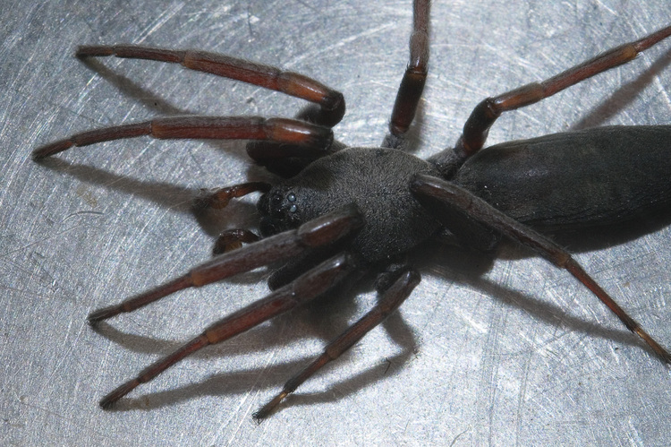 Extreme closeup of a spider