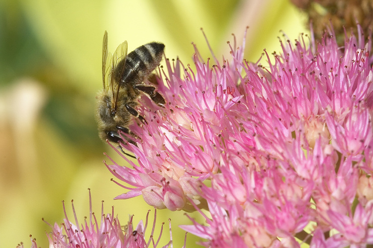 A bee on sedum flowers