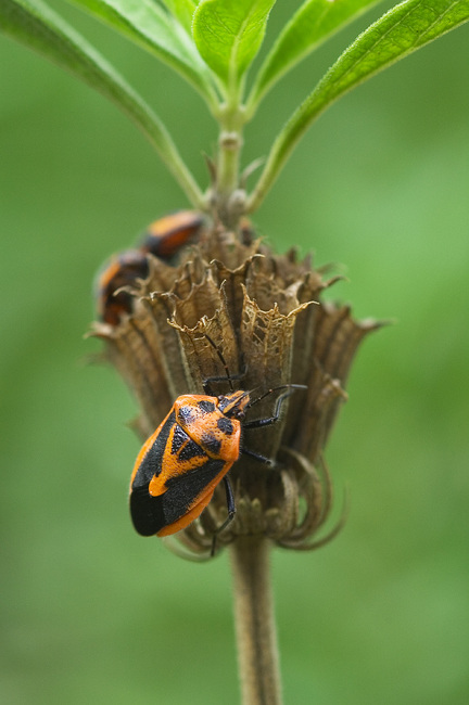 Closeup of black and orange-backed beetles crawling on a seedhead.