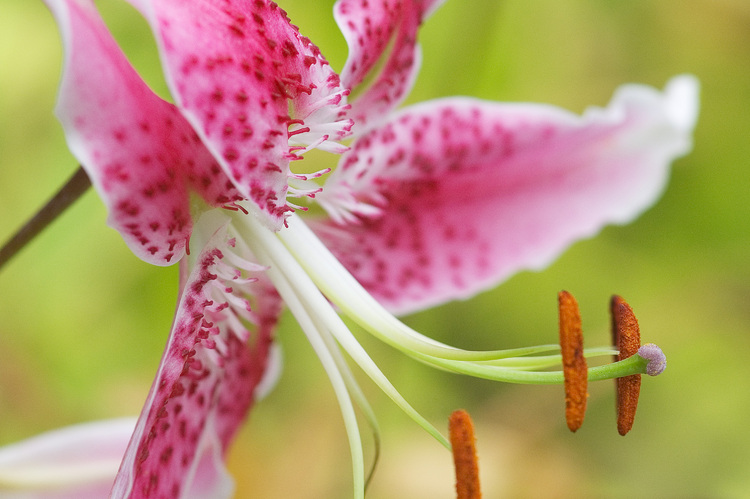 Closeup of a pink coral lily flower