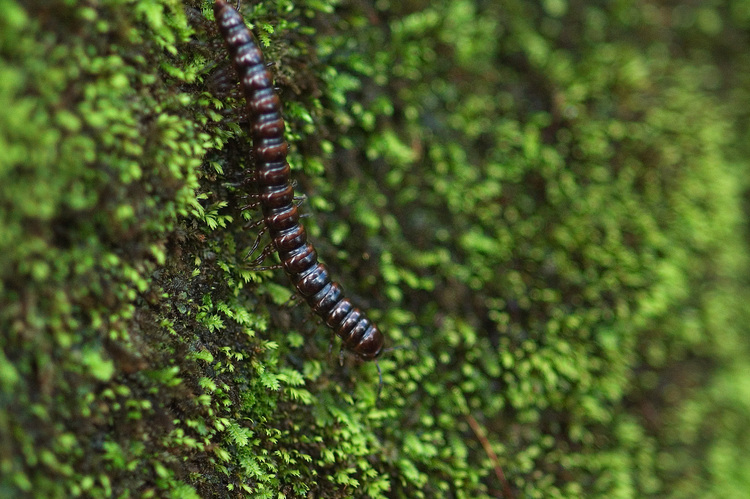 Closeup of a centipede climbing down a mossy bank