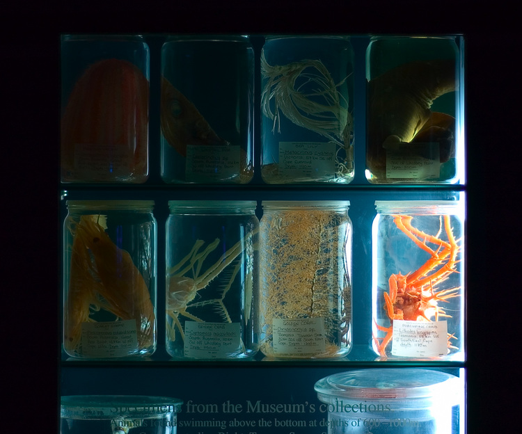 Deep sea specimens in glass display jars