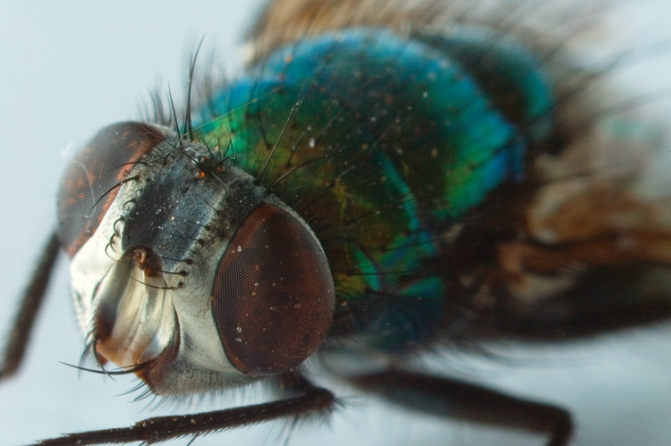 Extreme closeup of a dead fly