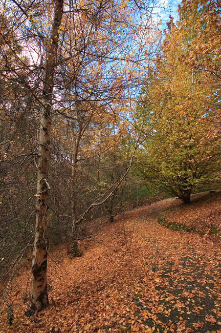 An autumn-leaf-covered hillside