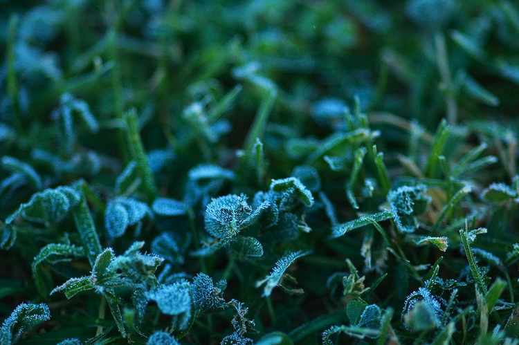 Closeup of frost-covered grass