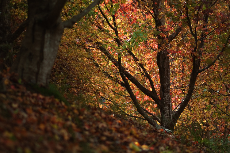 Sunlight filtering though autumn leaves
