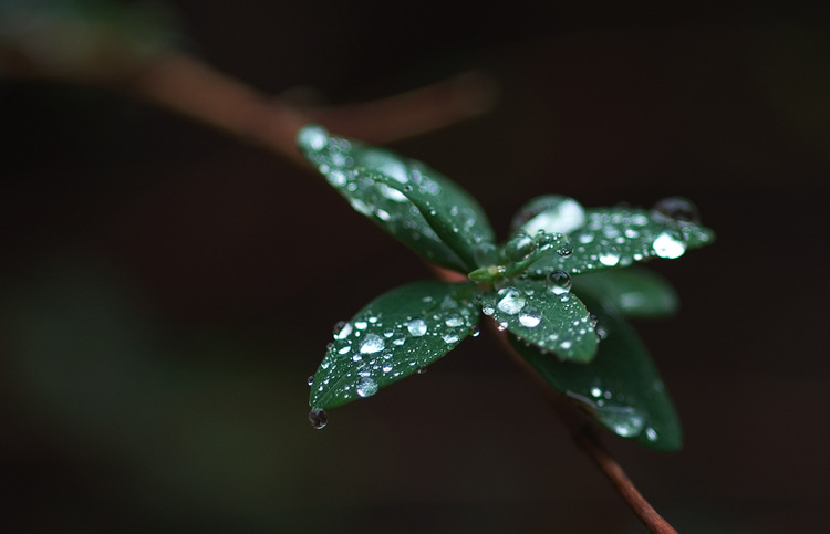 Closeup of rain drops on leaves