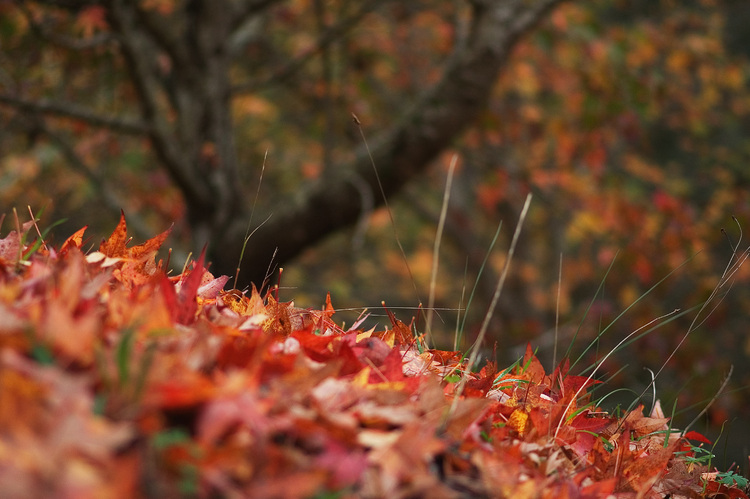 Autumn leaves in the foreground