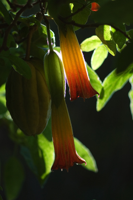 Closeup of Brugmansia arborea flowers and fruit