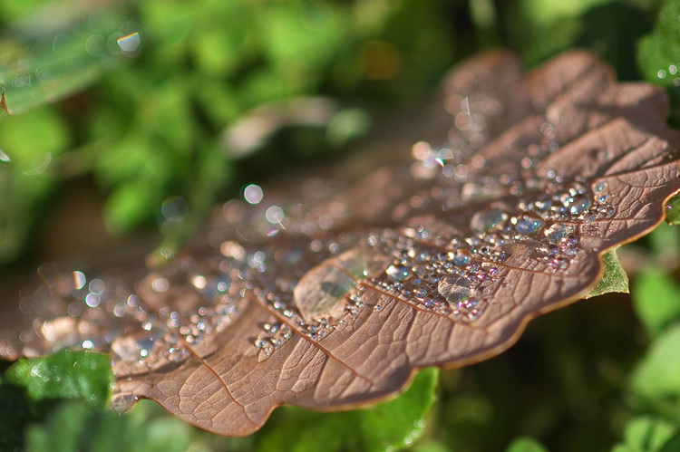 Closeup of dew on a fallen leaf