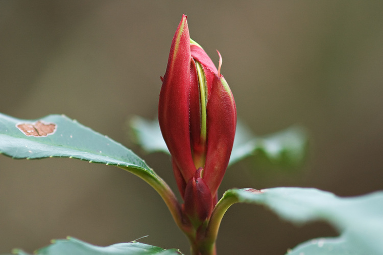 Closeup of a red rhododendron bud